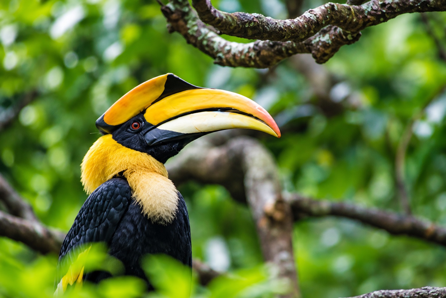 Great hornbill (Buceros bicornis)-Anawilundawa Bird Sanctuary